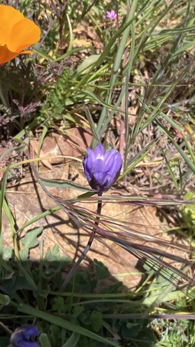 iNaturalist observation photo of blue dicks