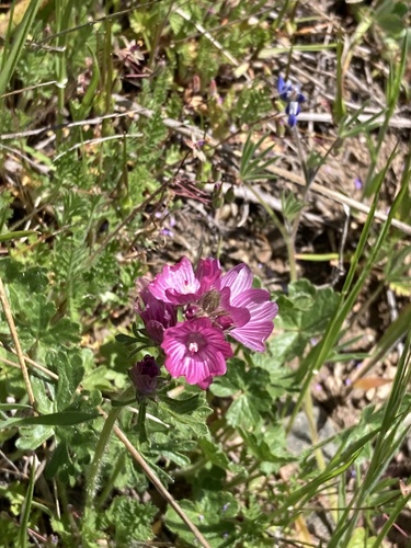 iNaturalist observation photo of checkerbloom