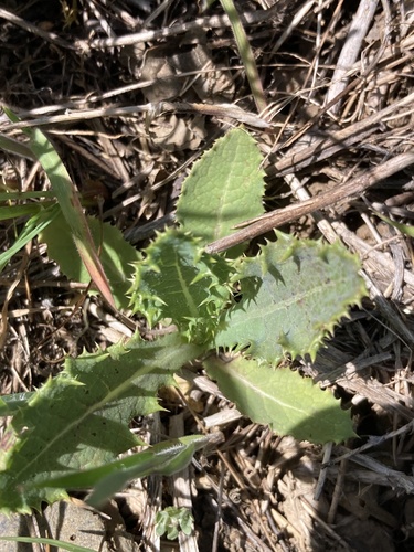 iNaturalist observation photo of prickly sowthistle