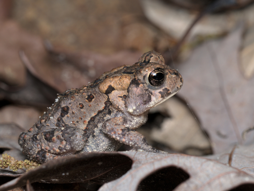 Fowler's Toad from Umstead, Raleigh, NC, USA on April 15, 2023 at 02:22 ...