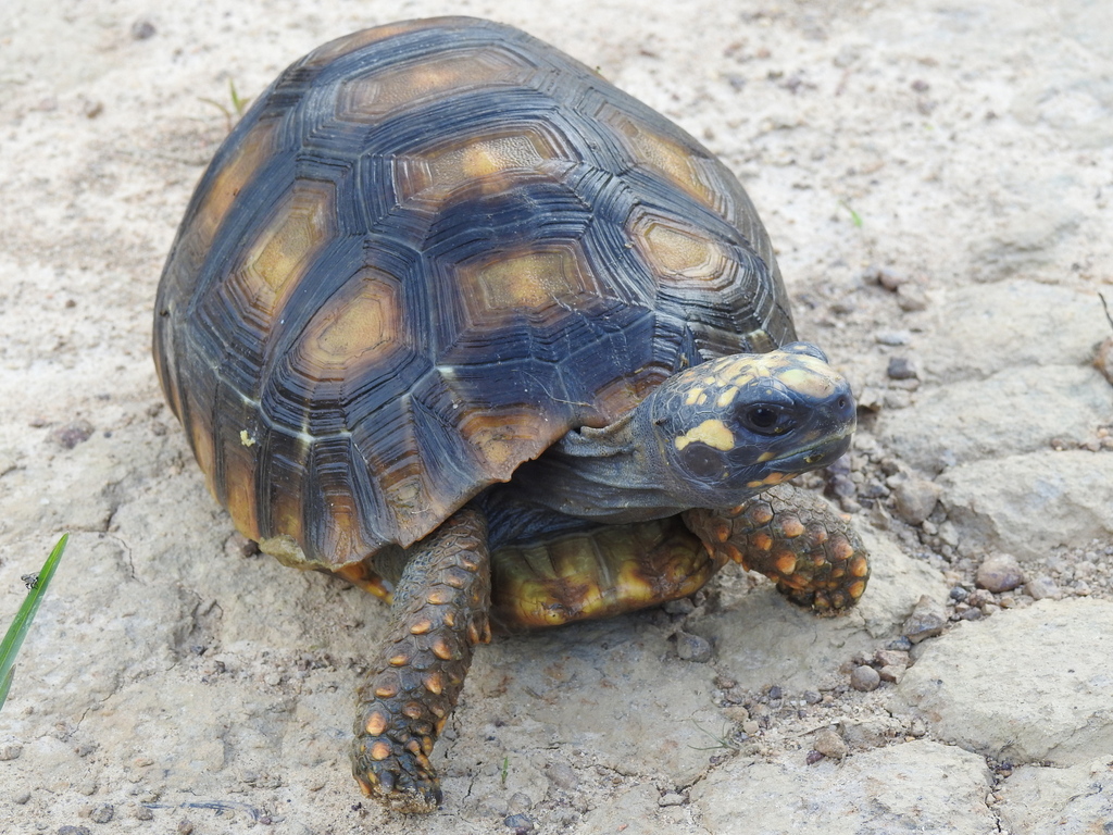 Brazilian Giant Tortoise in April 2021 by Raul Pommer · iNaturalist