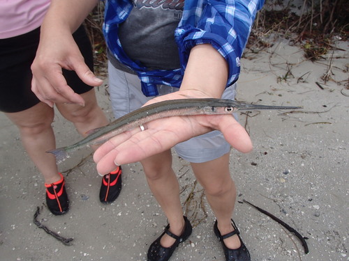 Redfin Needlefish