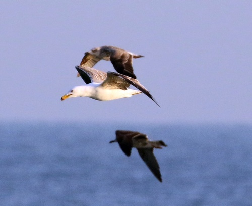 Yellow-legged Gull