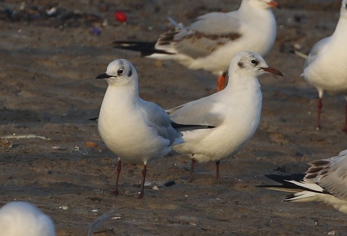 Black-headed Gull
