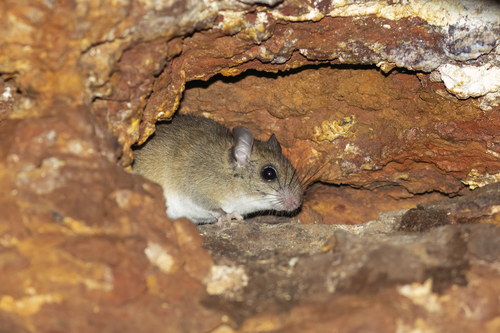 Emmons's Rice Rat (Euryoryzomys emmonsae) — Data Deficient Mammalia
