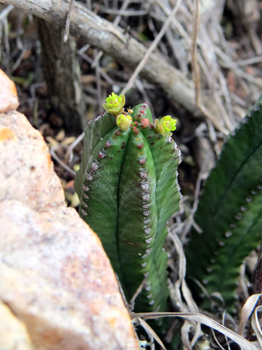 Euphorbia jansenvillensis