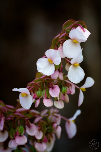 Star Begonia