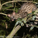 Johnston's Genet - Photo (c) Ben, all rights reserved, uploaded by Ben