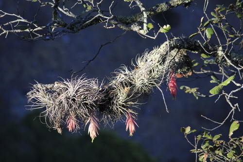 Tillandsia erubescens