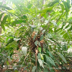 Zamia fairchildiana image