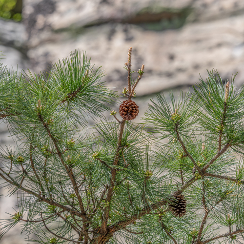 pitch pine