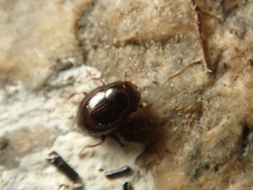 Panelus parvulus