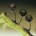 Tasmaniomyxa umbilicata - Photo (c) Sarah Lloyd, todos los derechos reservados, subido por Sarah Lloyd