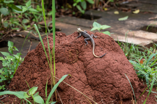 Rainbow Agama
