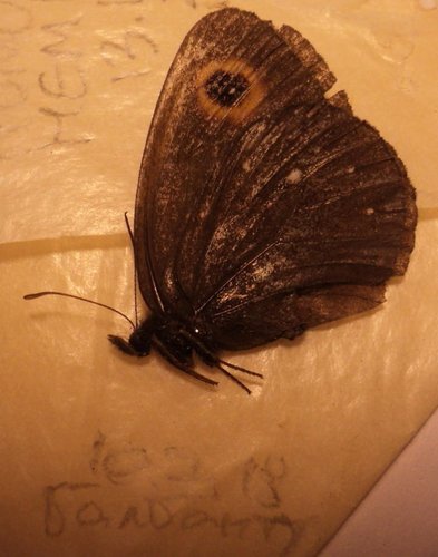 Erebia edda