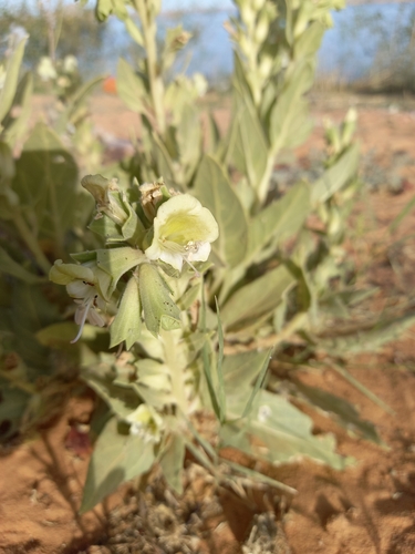Egyptian henbane