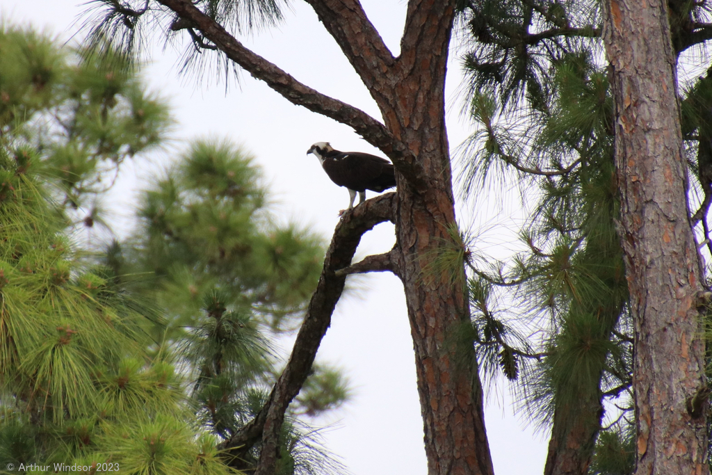 Osprey from My Backyard, Greenacres, FL, USA on April 09, 2023 at 11:04 ...