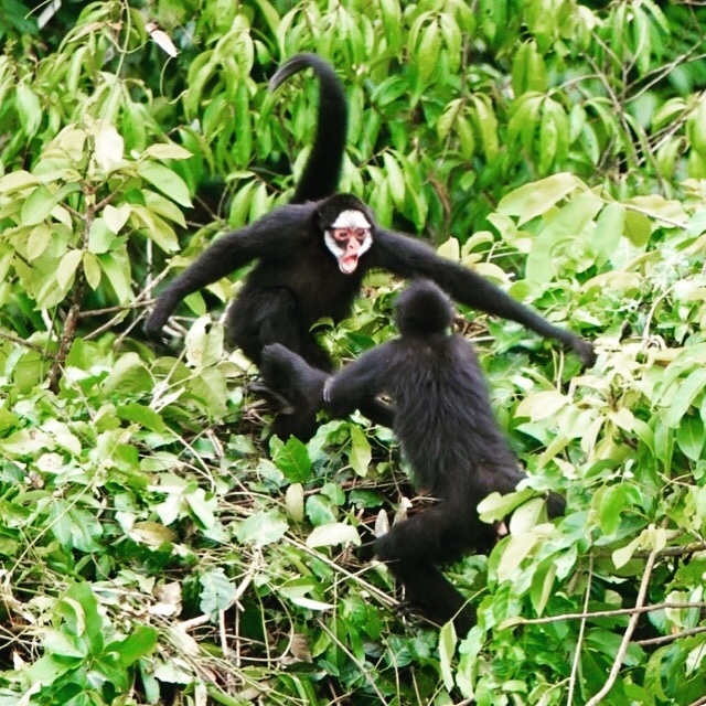 MACACO ARANHA DE TESTA BRANCA (WHITE-CHEEKED SPIDER MONKEY-ING