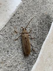 Image of Criodion cinereum