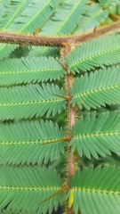 Mimosa pigra image