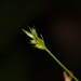 Carex Mitrata Clade - Photo (c) Bridelia, all rights reserved, uploaded by Bridelia