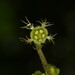 Asimitellaria kiusiana - Photo (c) Bridelia, todos los derechos reservados, subido por Bridelia