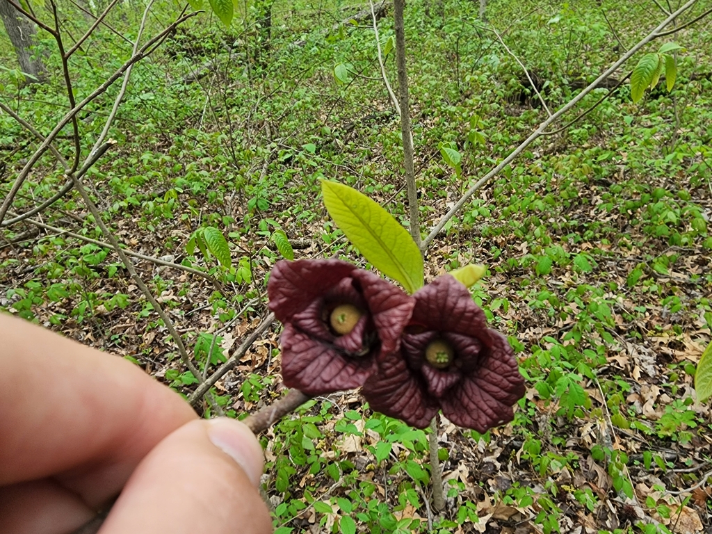 common pawpaw from Point Township, IN 47620, USA on April 16, 2023 at ...