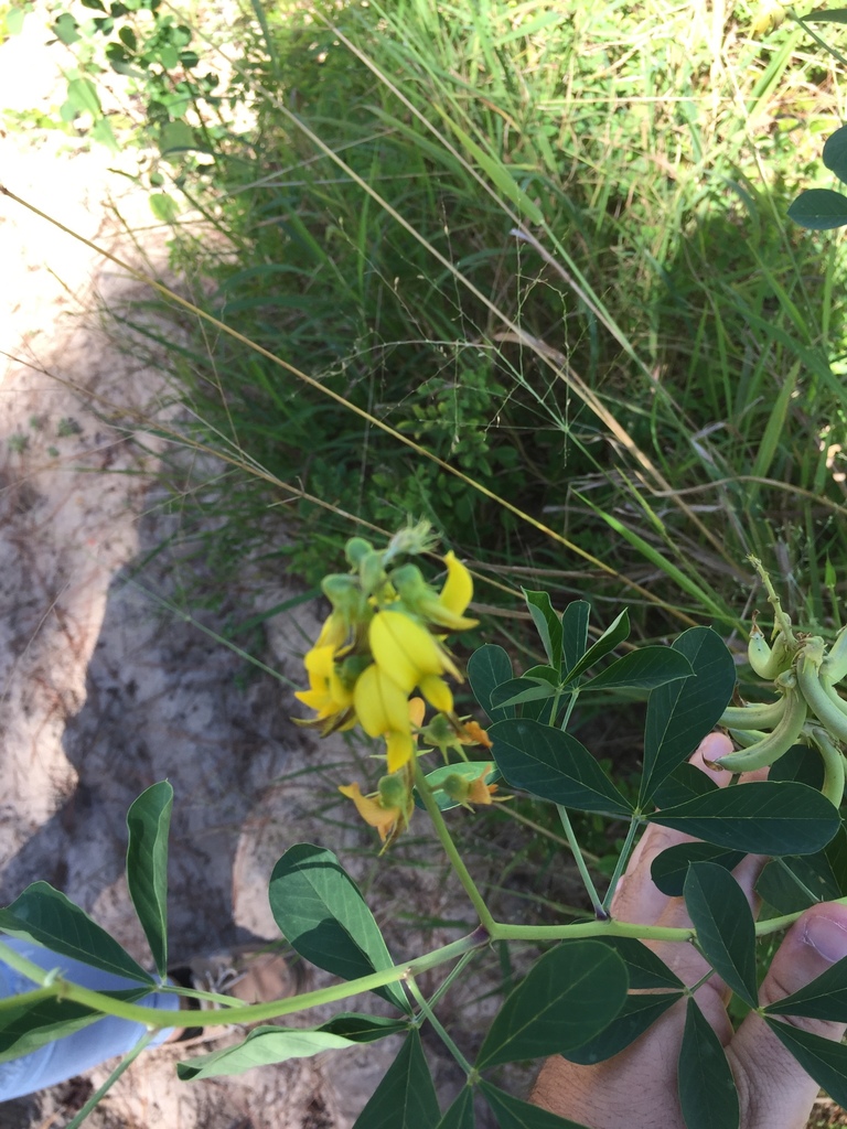 Wild Rattlepod Streaked Rattlepod from 151 Turtle Run Trl, Frostproof, FL, US on ...
