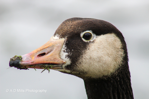 Greylag × Canada Goose hybrid
