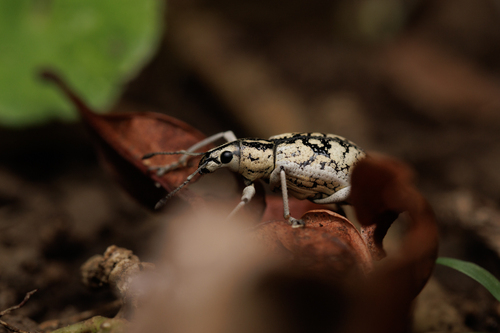 Exophthalmus impositus image