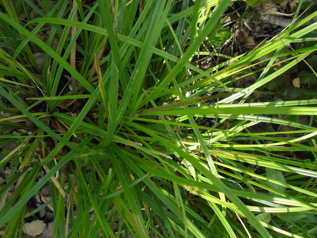 Bastard Grass from Kereru Korimako Rds loop,Eastbourne. on November 22 ...