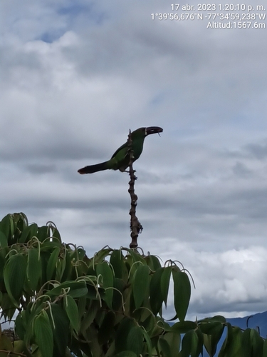 Crimson-rumped Toucanet