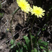 Hieracium pseudopilosella - Photo (c) Tig, all rights reserved