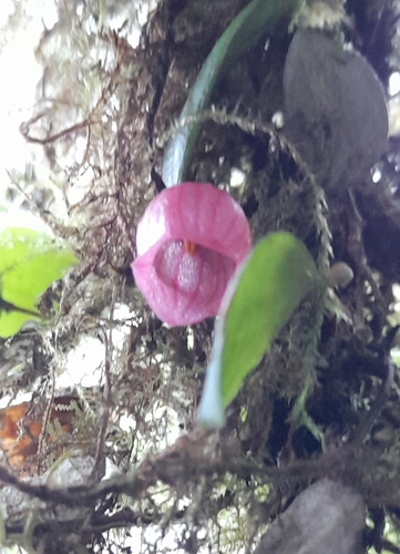 Sphyrospermum dissimile image
