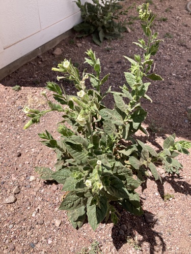 desert tobacco