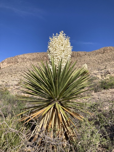 Faxon Yucca
