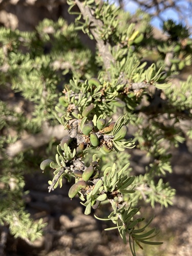 Narrowleaf Forestiera