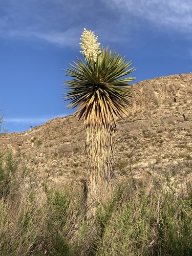 Faxon Yucca