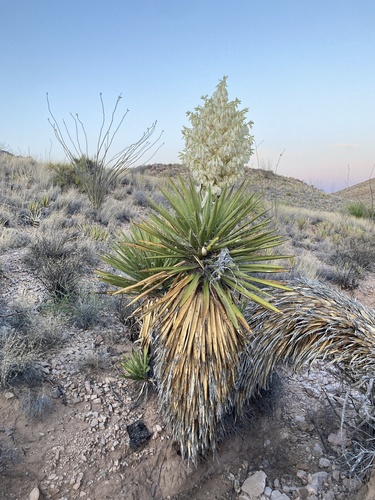 Faxon Yucca