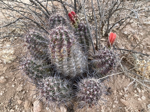 Echinocereus coccineus transpecosensis