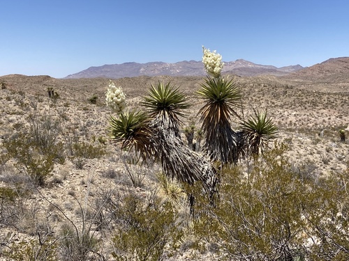 Faxon Yucca