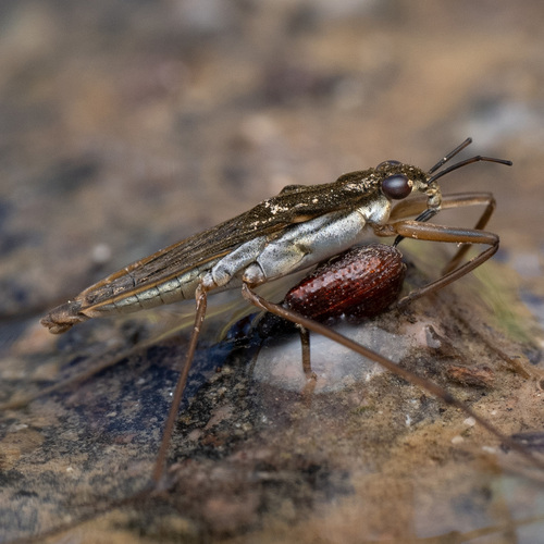 Gerris lacustris (Linnaeus, 1758)