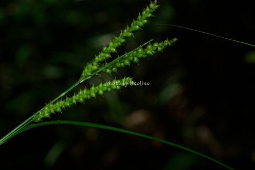 Carex subtumida