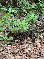 Leopardus tigrinus image