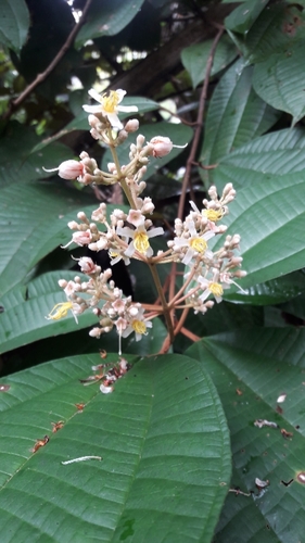 Miconia pubipetala