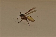 Apoica pallens image