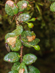 Sphyrospermum buxifolium image