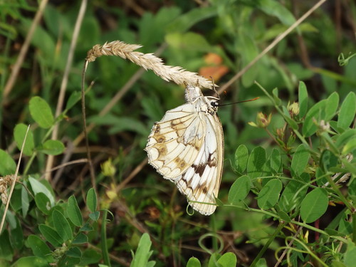 Melanargia halimede