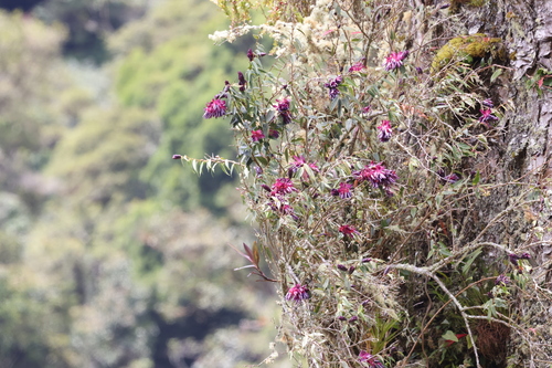 Cavendishia atroviolacea image