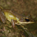 Lesser White-Lipped Frog - Photo (c) Frederic Griesbaum, all rights reserved, uploaded by Frederic Griesbaum